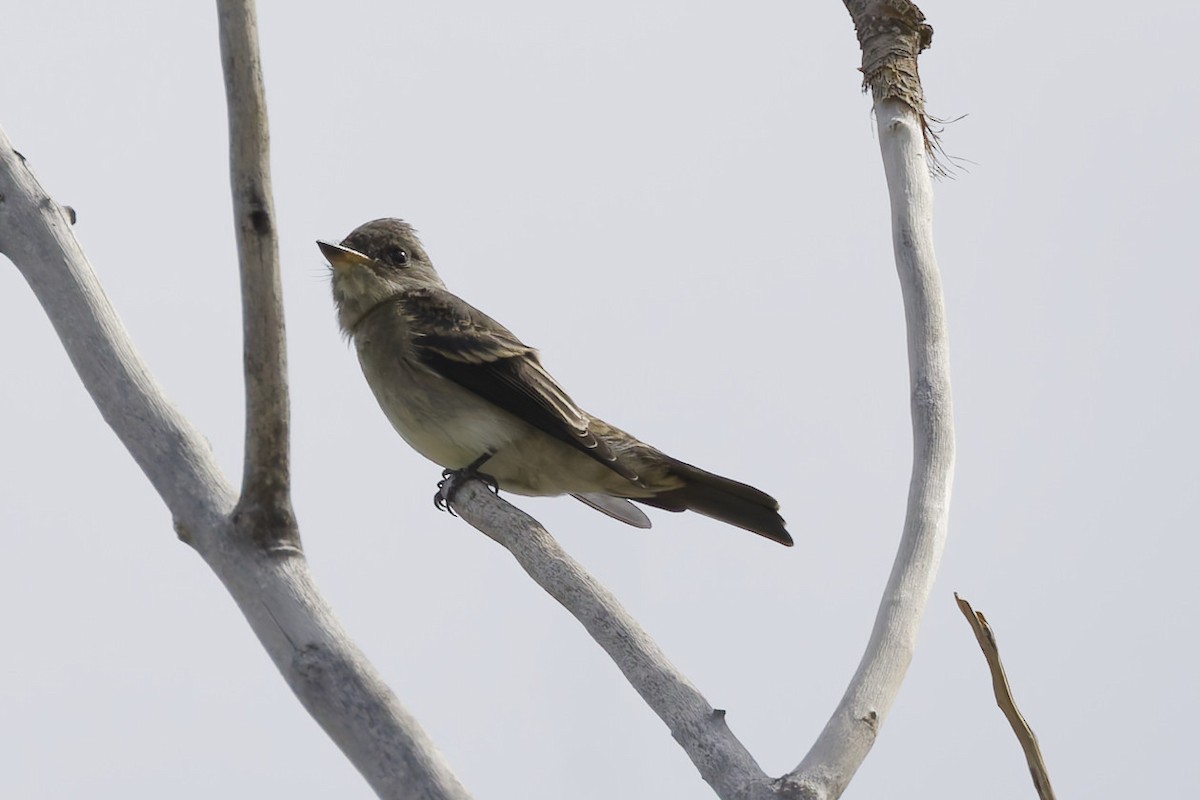 Blasskehl-Schnäppertyrann - ML642023848