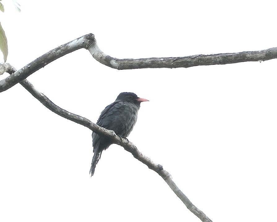 Black-fronted Nunbird - ML642023849