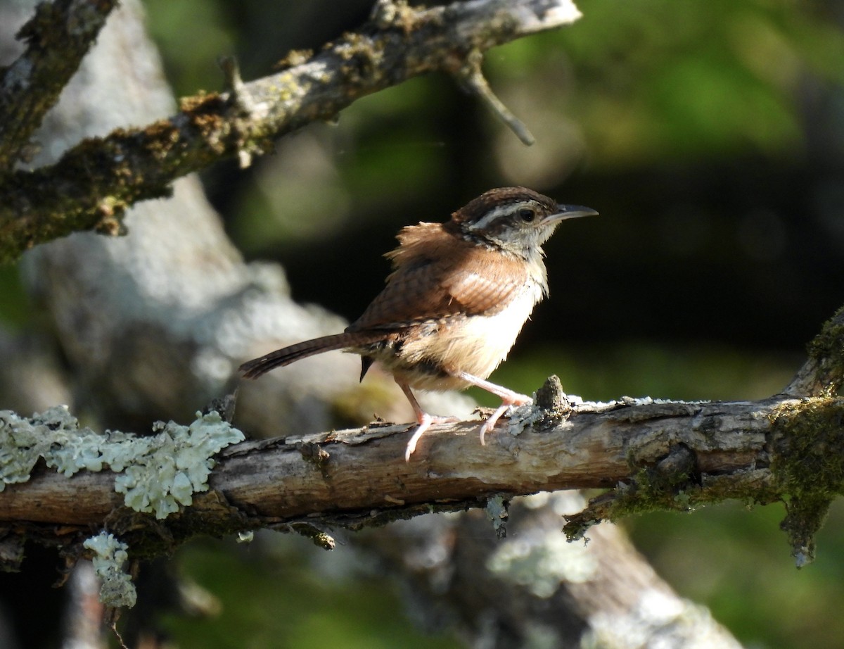 Carolina Wren - ML642023869