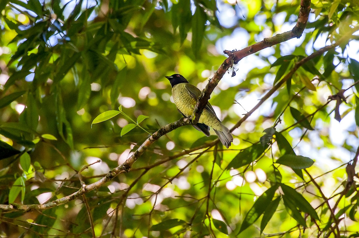 Black-headed Berryeater - Leonardo Merçon / Instituto Últimos Refúgios