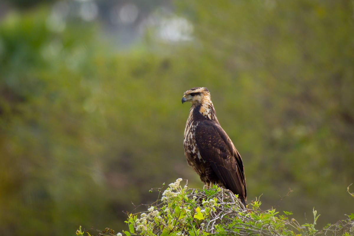 Great Black Hawk - ML642023928