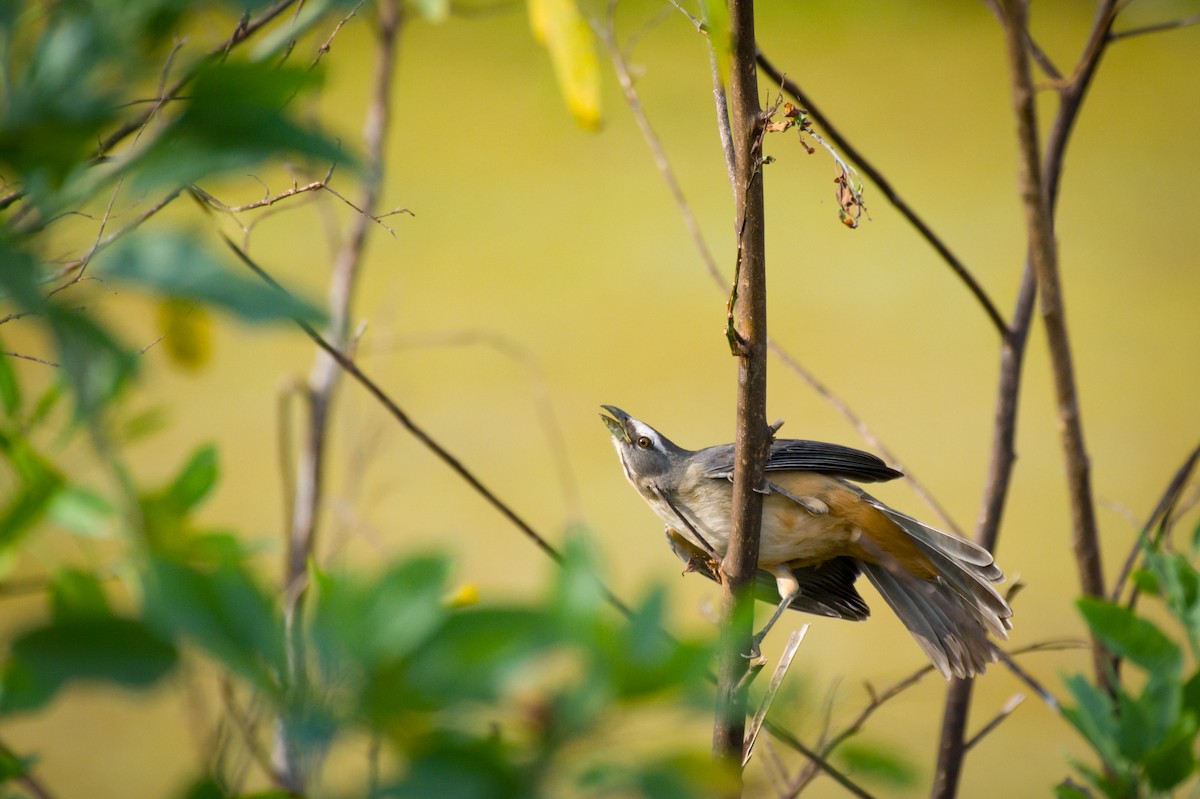 Bluish-gray Saltator - ML642023931