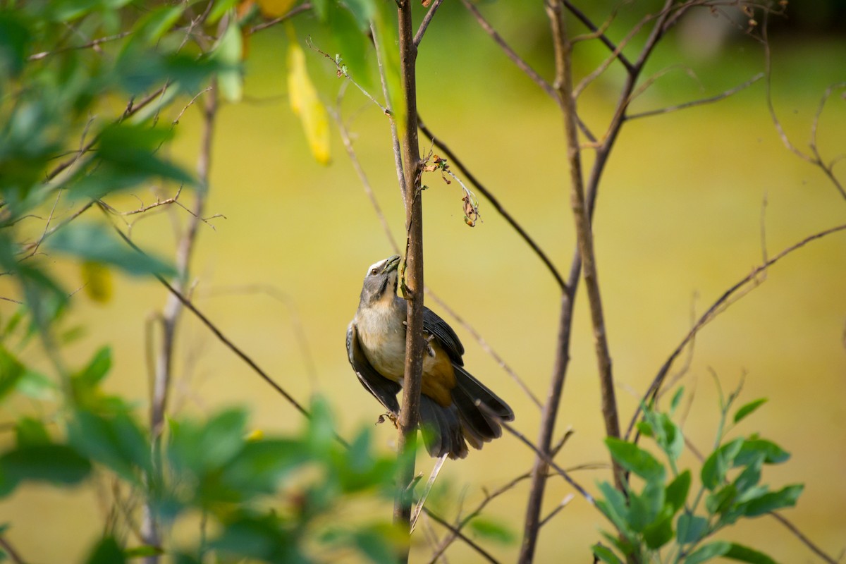 Bluish-gray Saltator - ML642023932