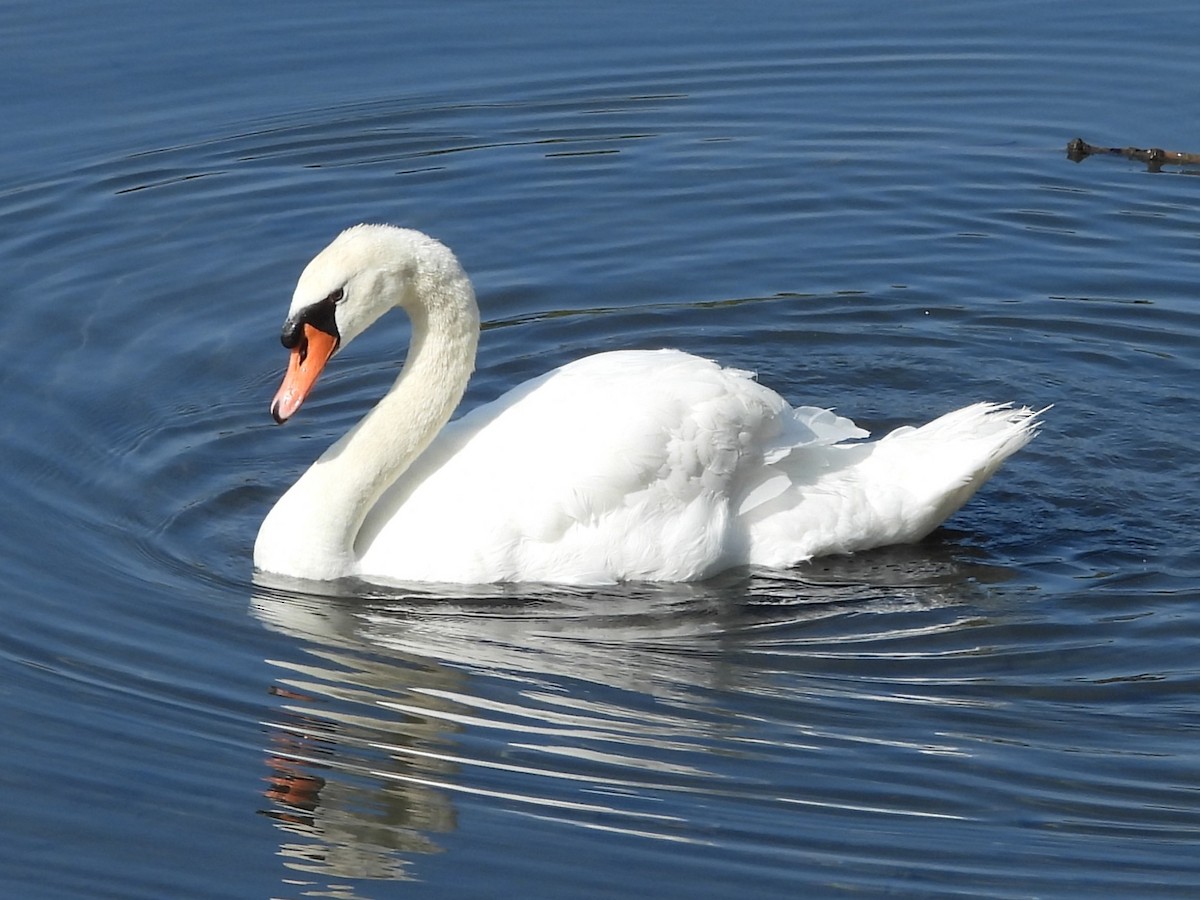Cigno reale - ML642023937