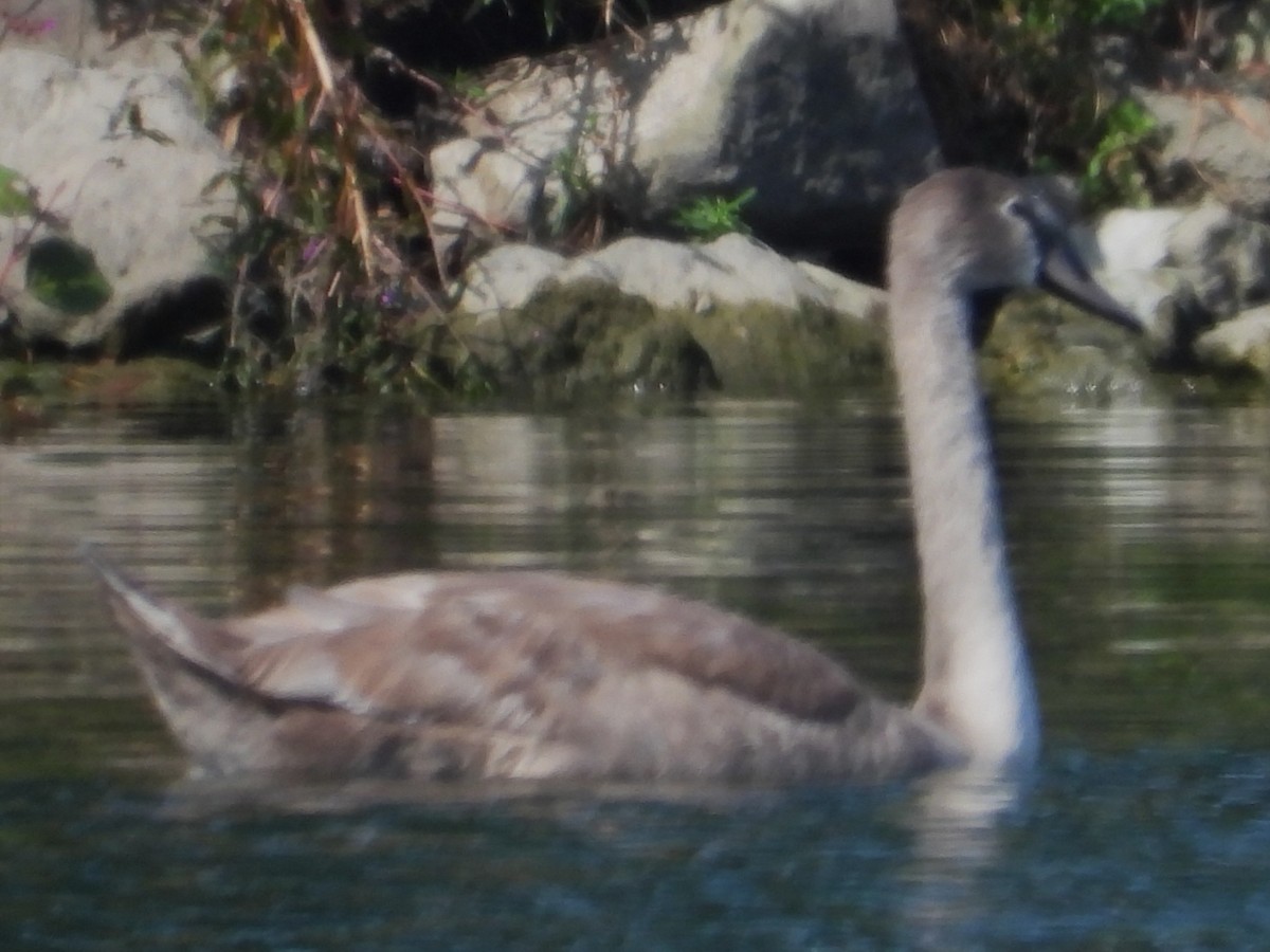 Cigno reale - ML642023938