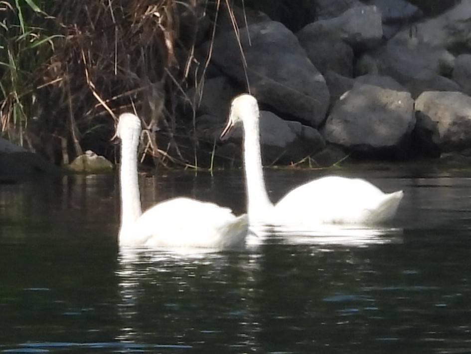 Cigno reale - ML642023939