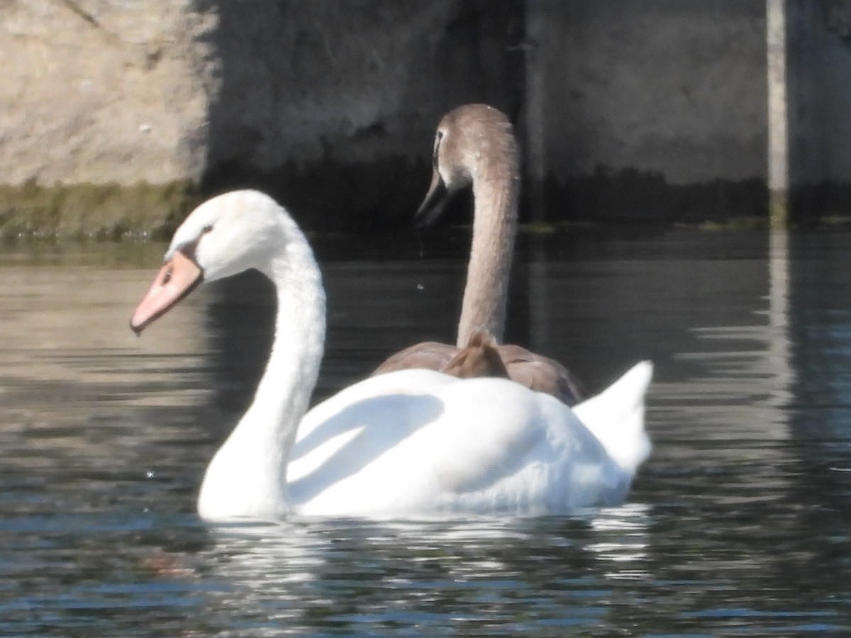 Cigno reale - ML642023940