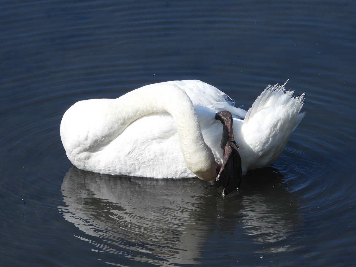 Cigno reale - ML642023941
