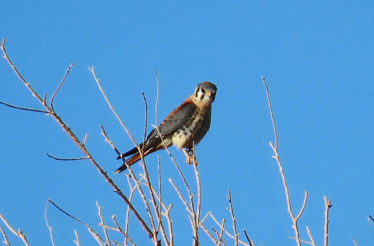 American Kestrel - Merri R