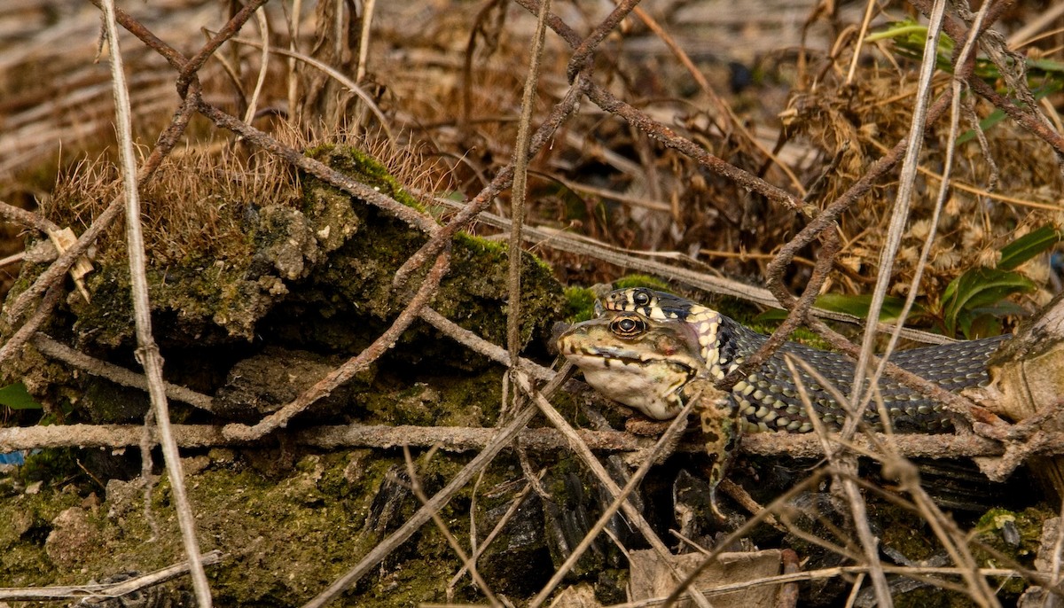 Animals - ML642023986