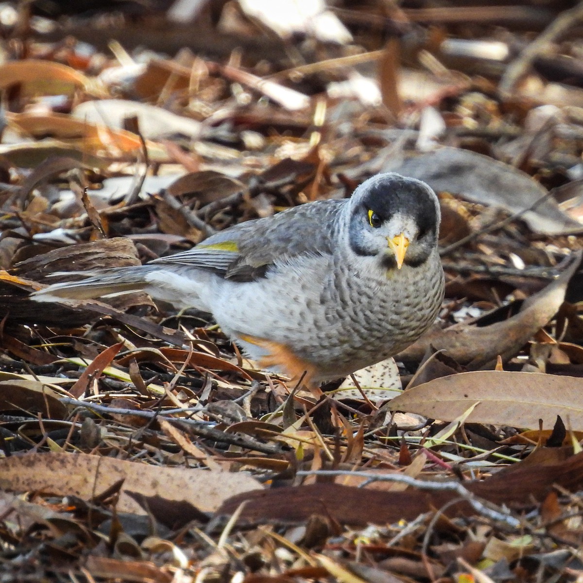 Noisy Miner - ML642023994