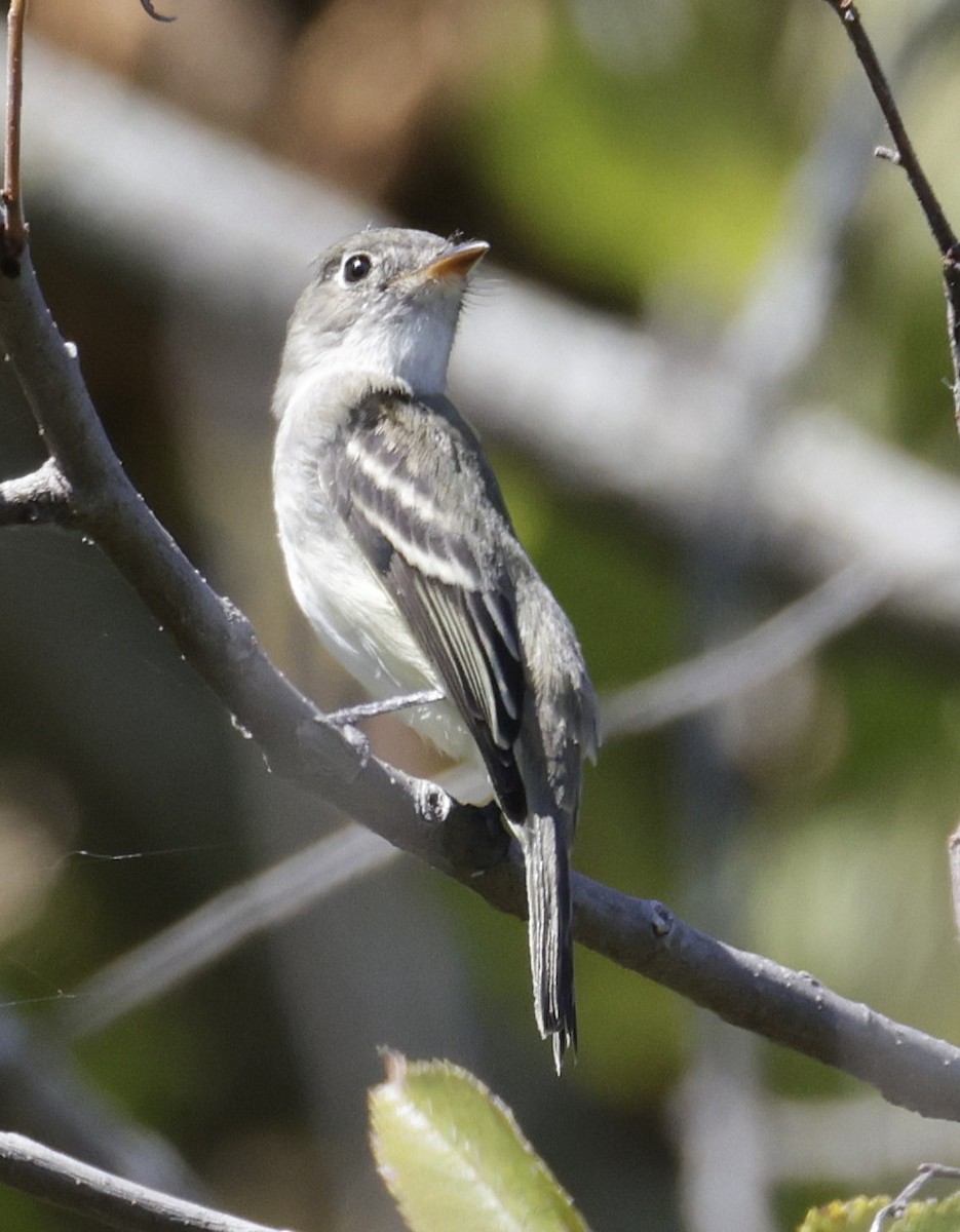 Least Flycatcher - ML642024002