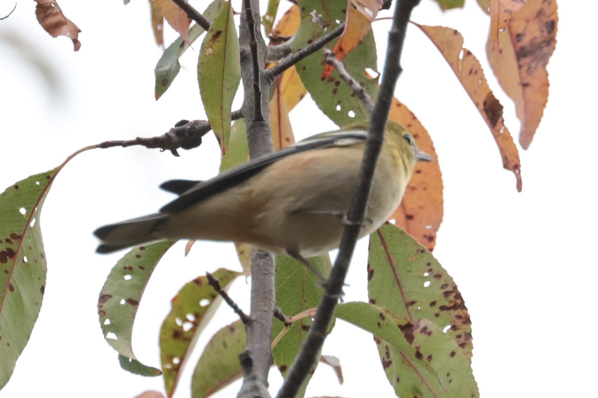 Bay-breasted Warbler - ML642024003