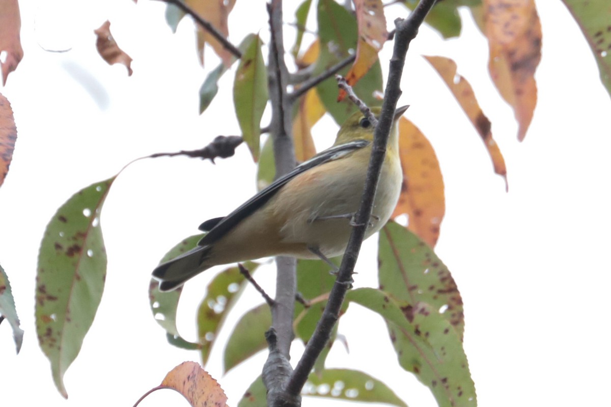 Bay-breasted Warbler - ML642024004