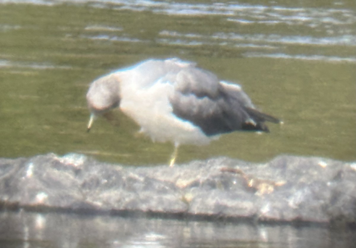 Black-tailed Gull - ML642024008