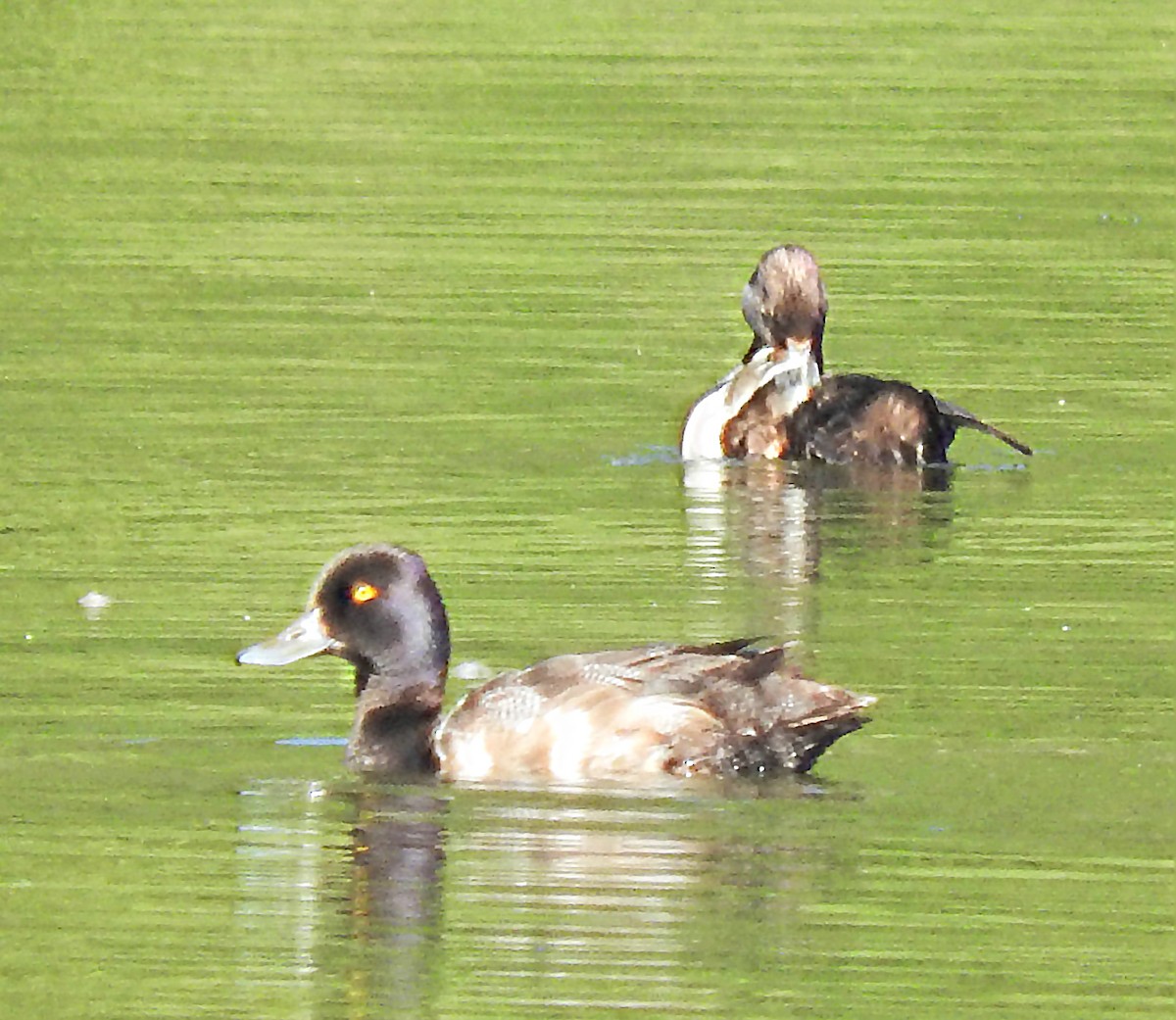 Lesser Scaup - ML64202401