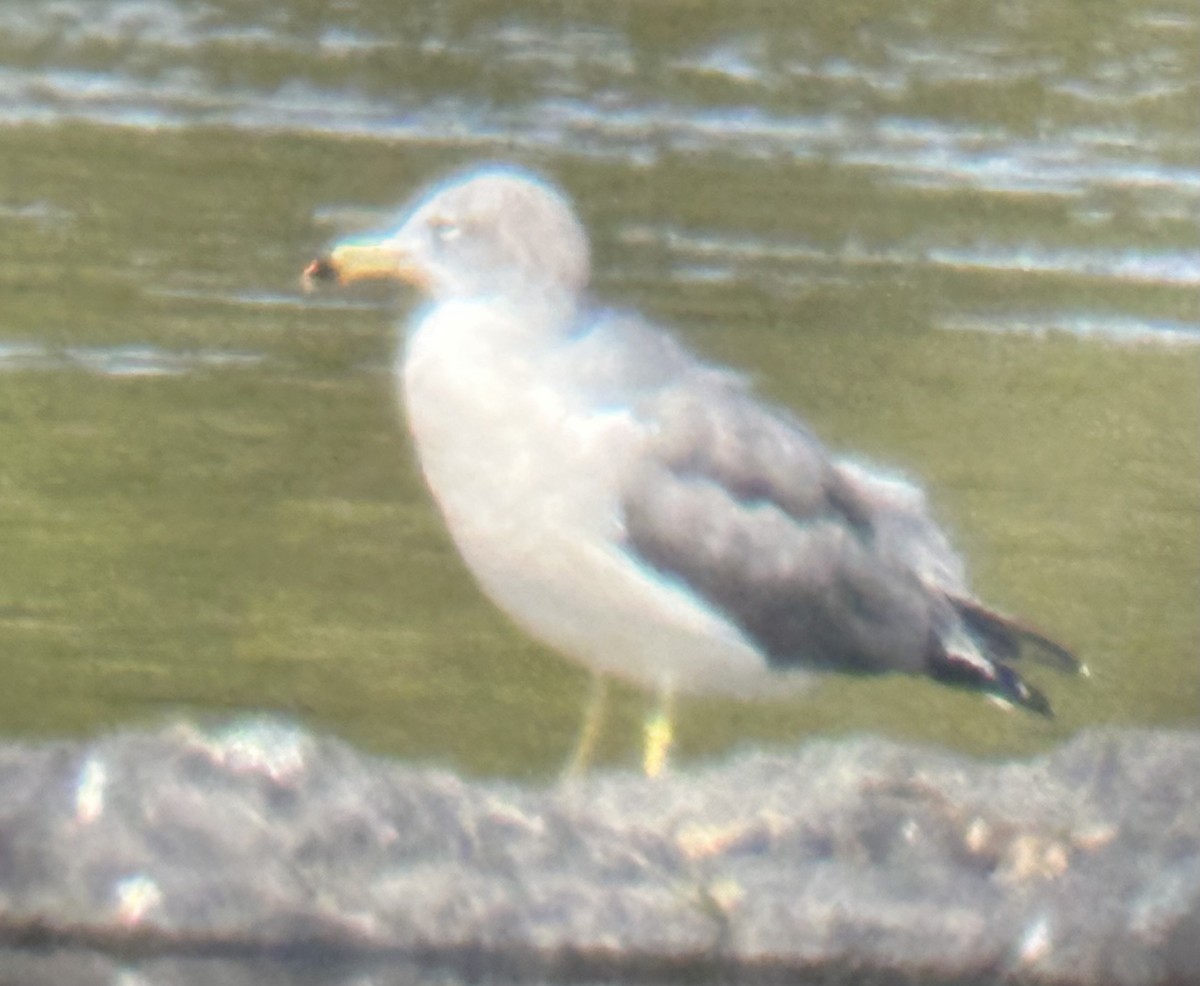 Black-tailed Gull - ML642024010
