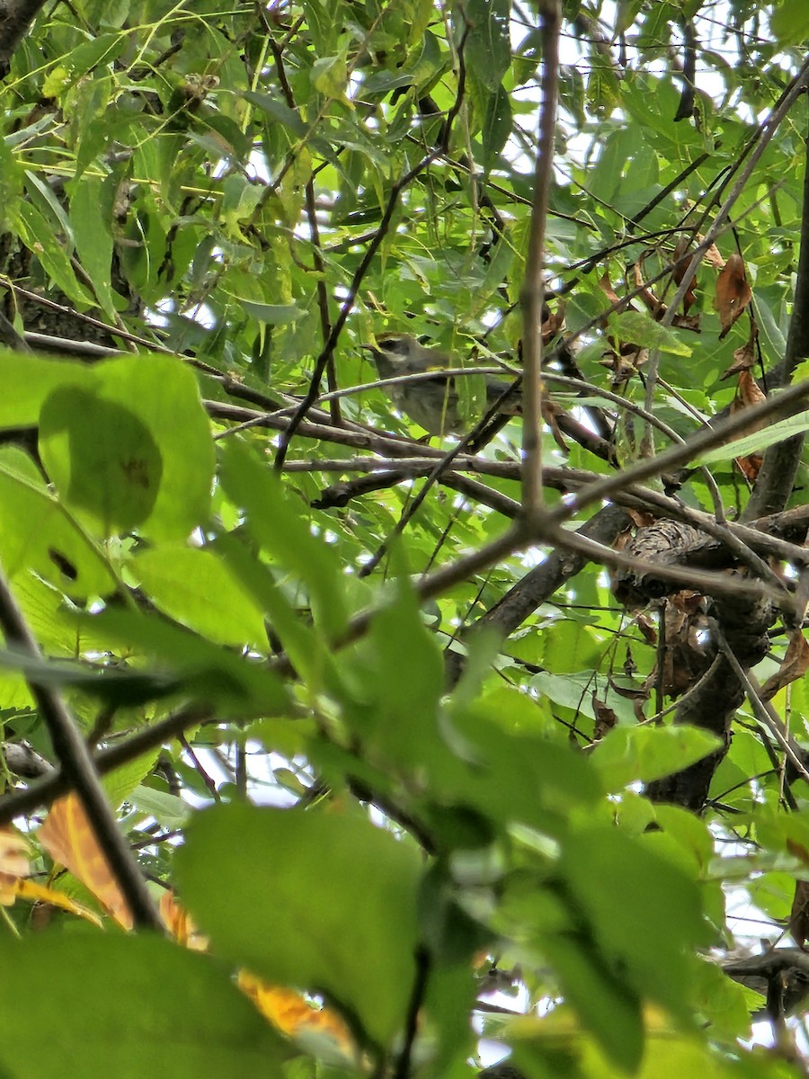 Golden-winged Warbler - ML642024011