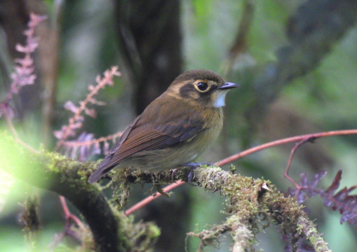 White-throated Spadebill - ML642024013