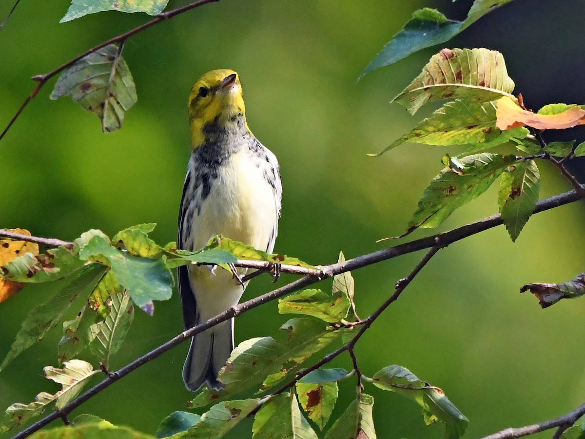 Black-throated Green Warbler - ML642024014