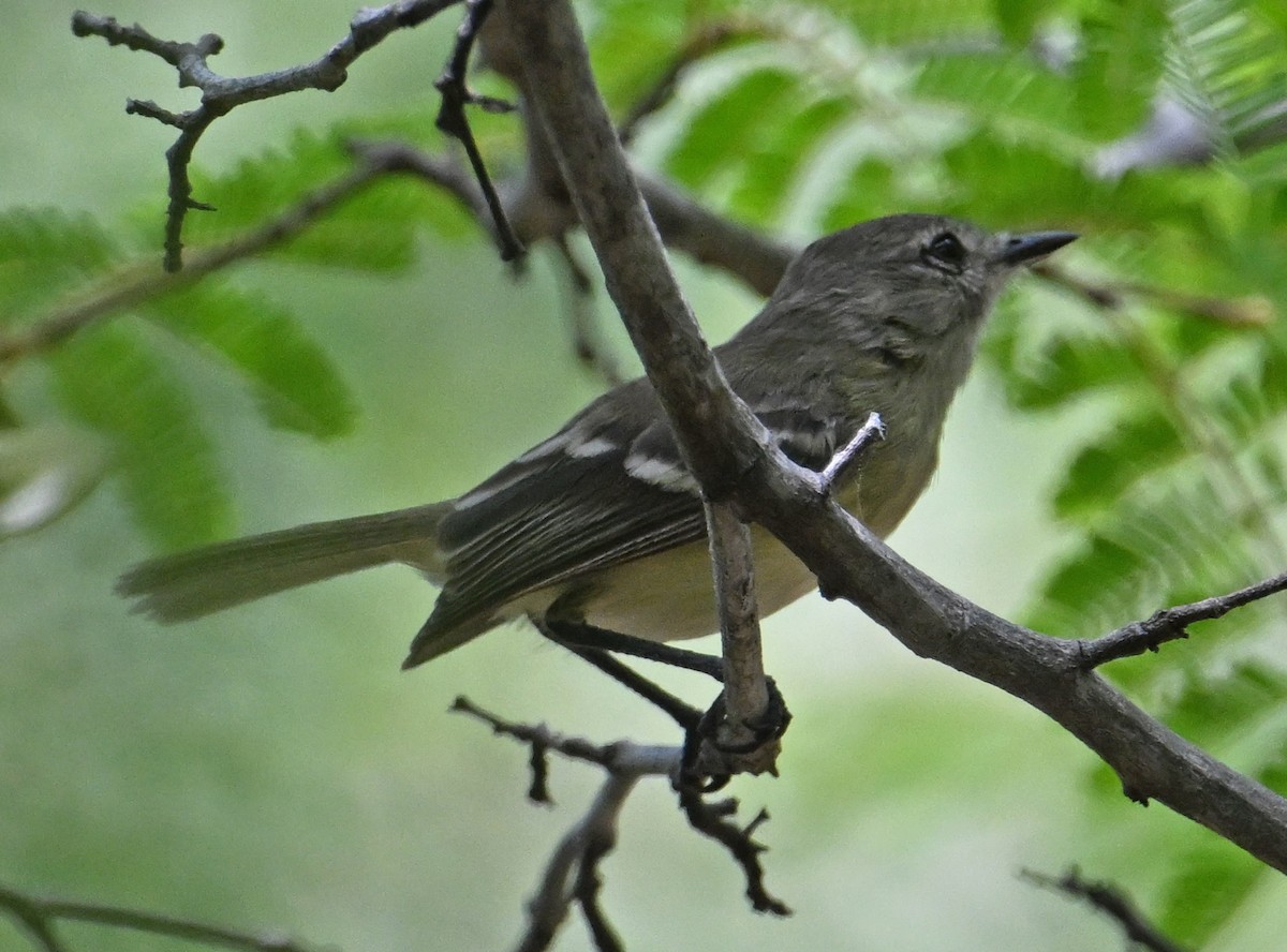 Slender-billed Tyrannulet - ML642024016