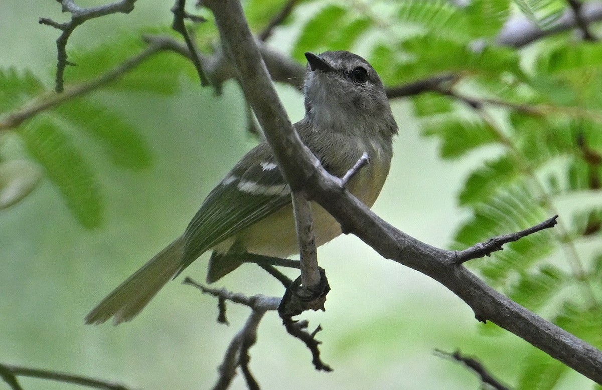 Slender-billed Tyrannulet - ML642024018