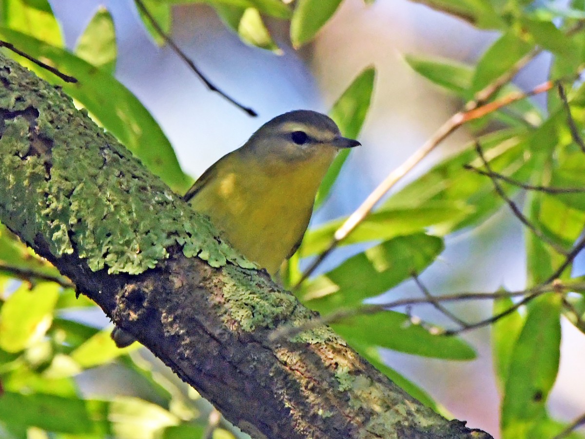 Philadelphia Vireo - ML642024020