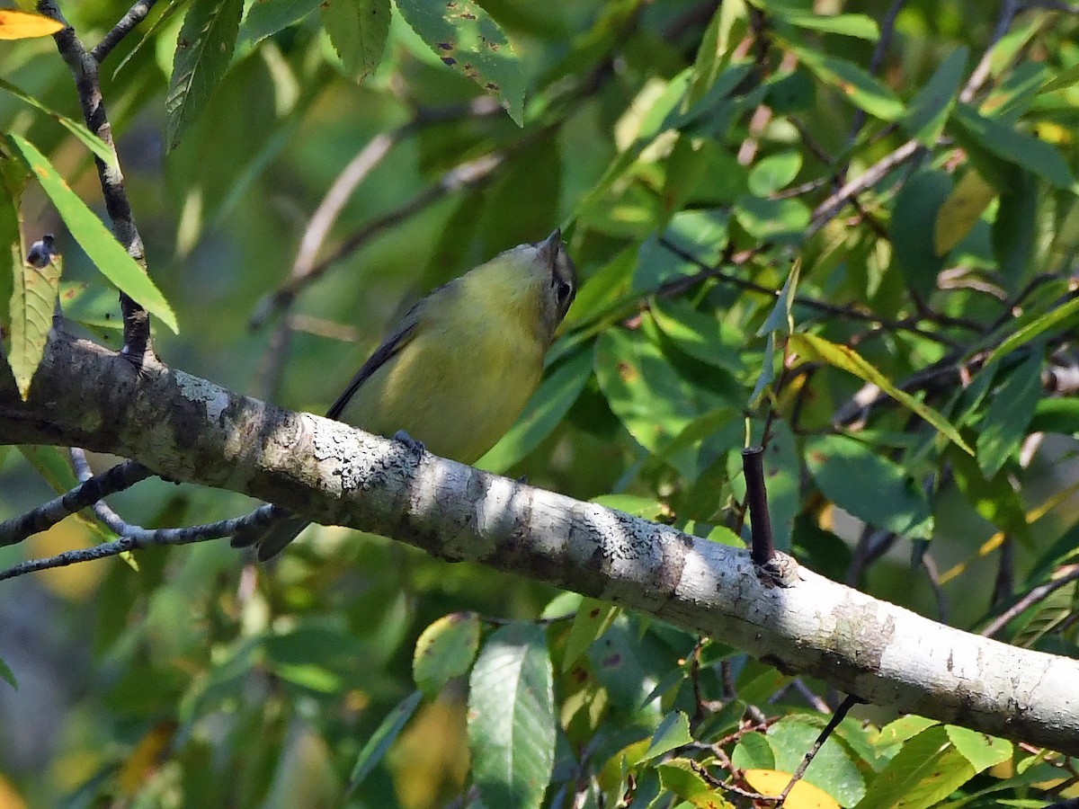 Philadelphia Vireo - ML642024022