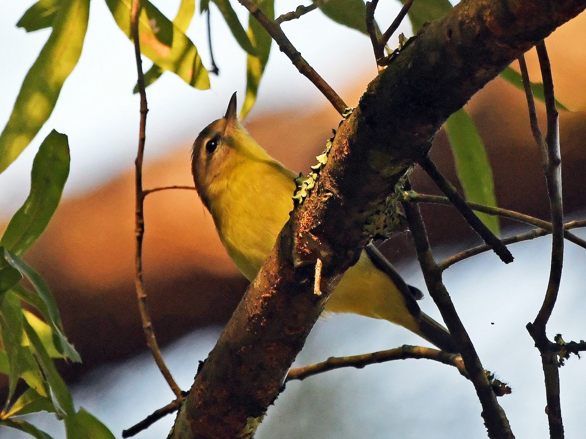 Philadelphia Vireo - ML642024023