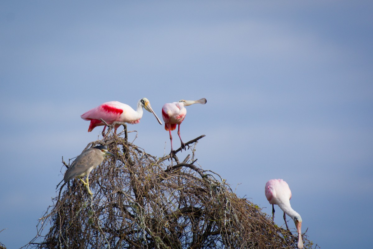 Roseate Spoonbill - ML642024033