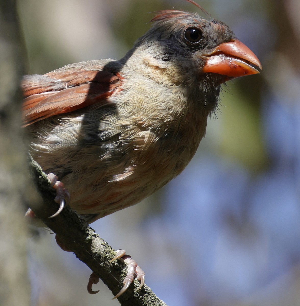 Northern Cardinal - ML642024034