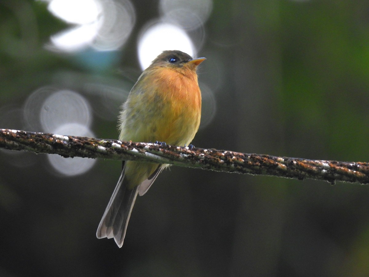 Tufted Flycatcher - ML642024039