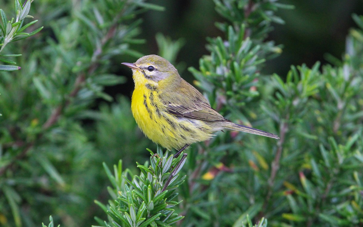 Prairie Warbler - ML642024044