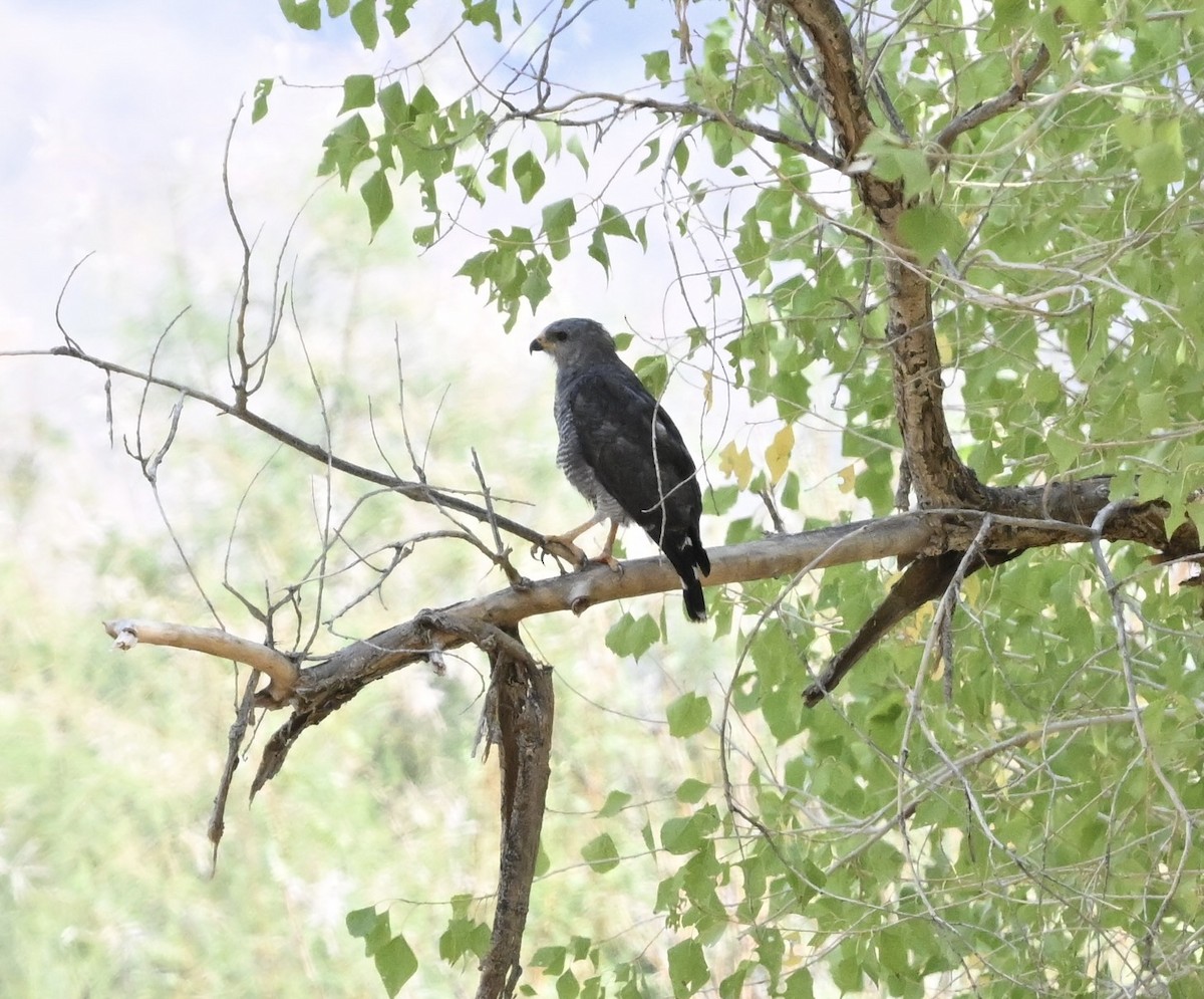 Gray Hawk - ML642024070
