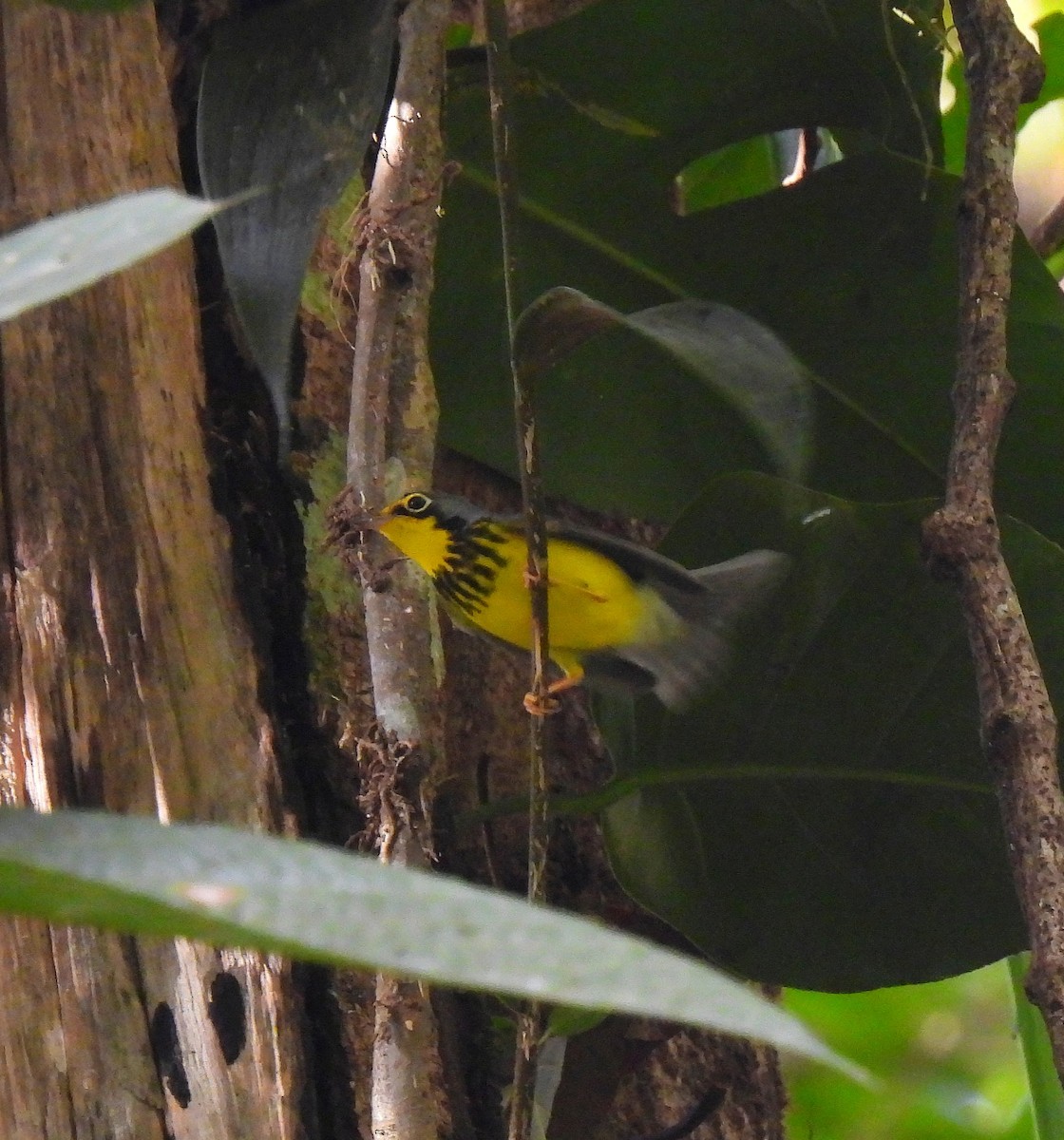 Canada Warbler - ML642024071