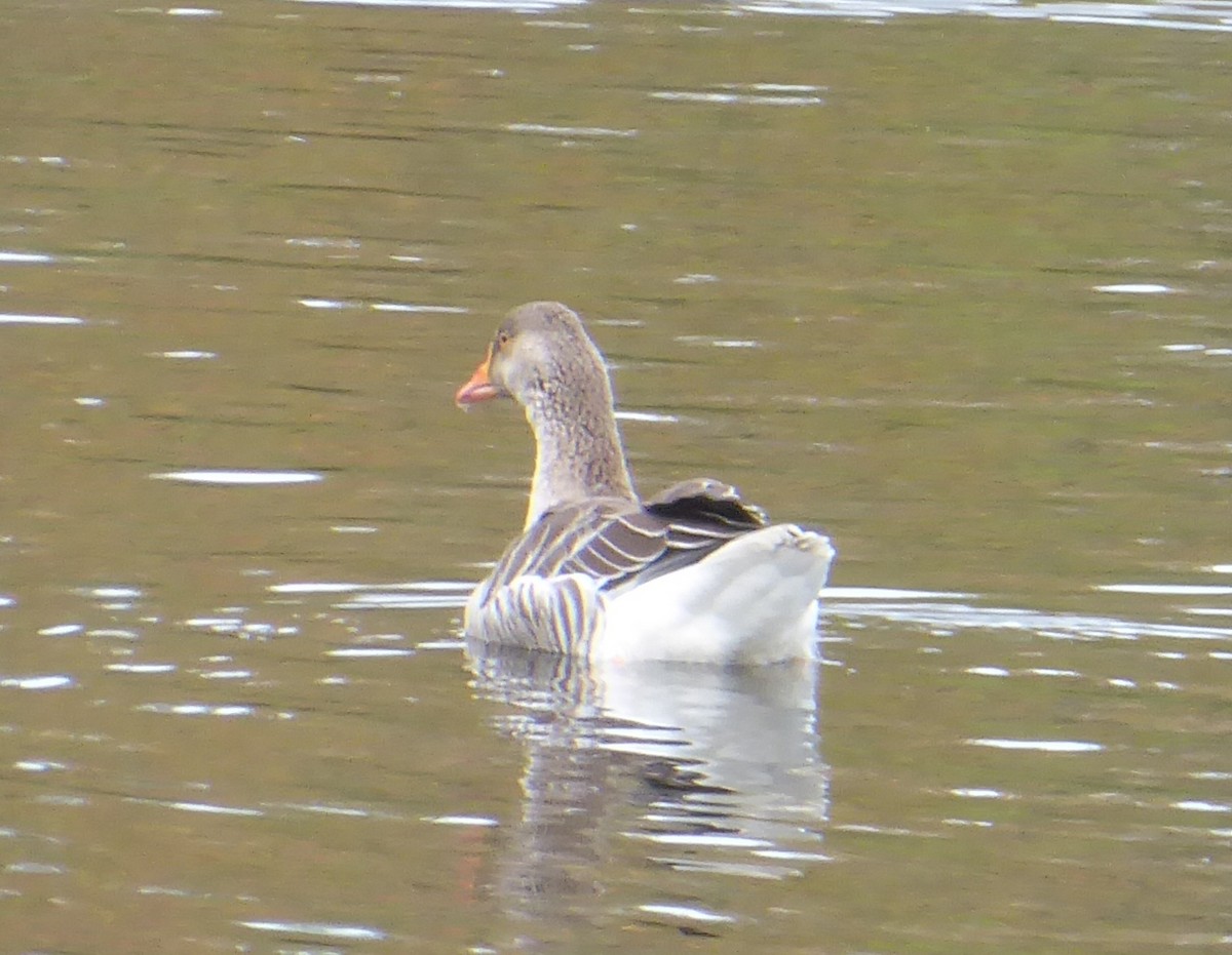 Graylag Goose (Domestic type) - ML642024075