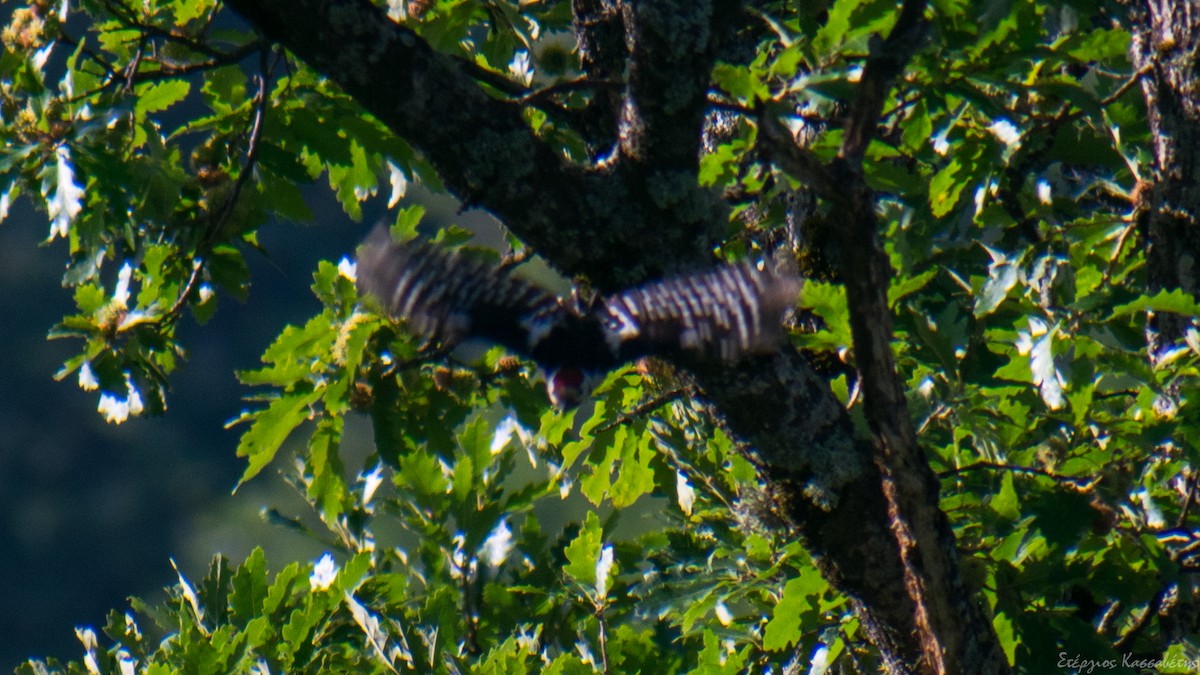 Middle Spotted Woodpecker - ML642024080