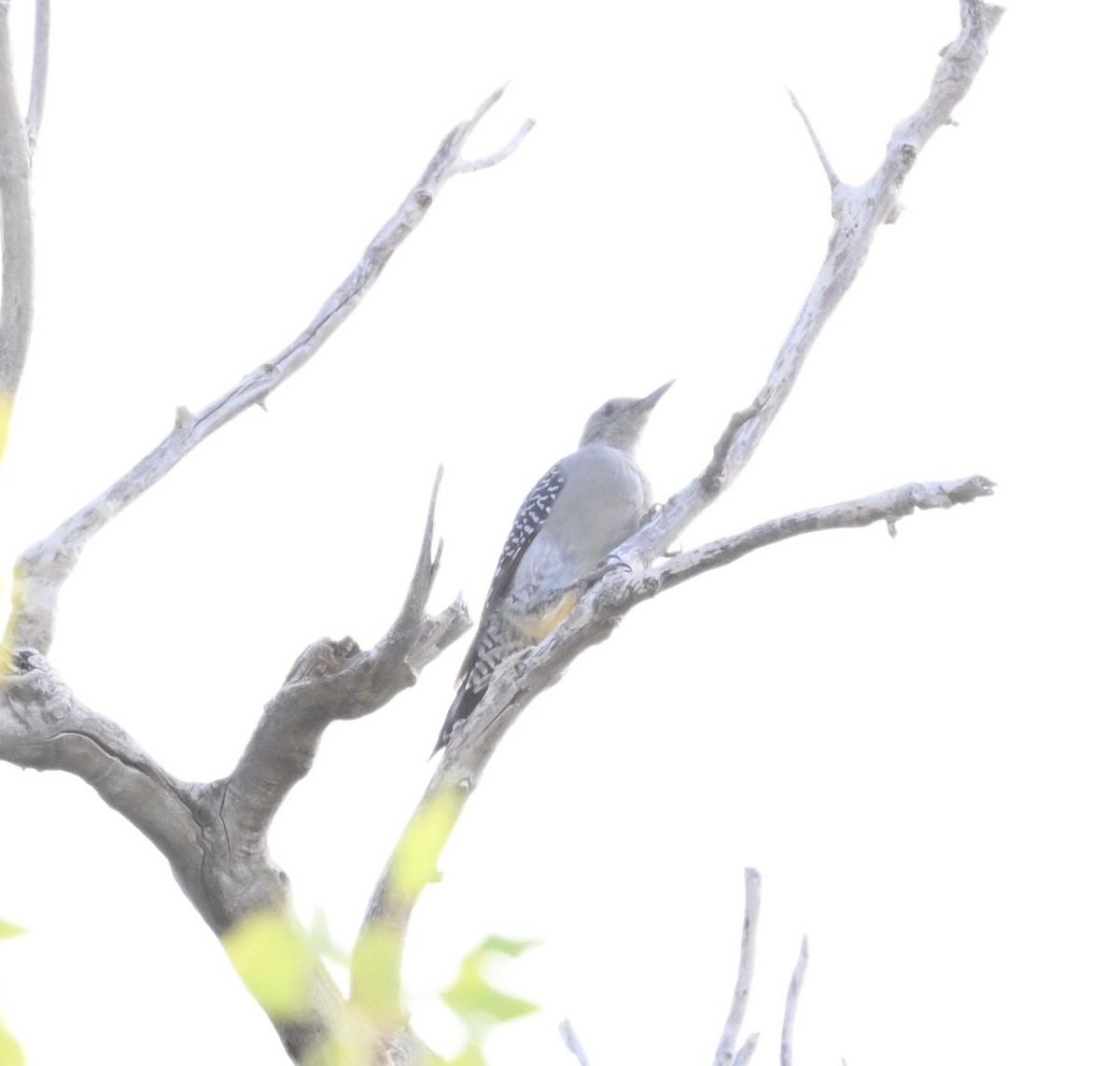 Golden-fronted Woodpecker - ML642024089