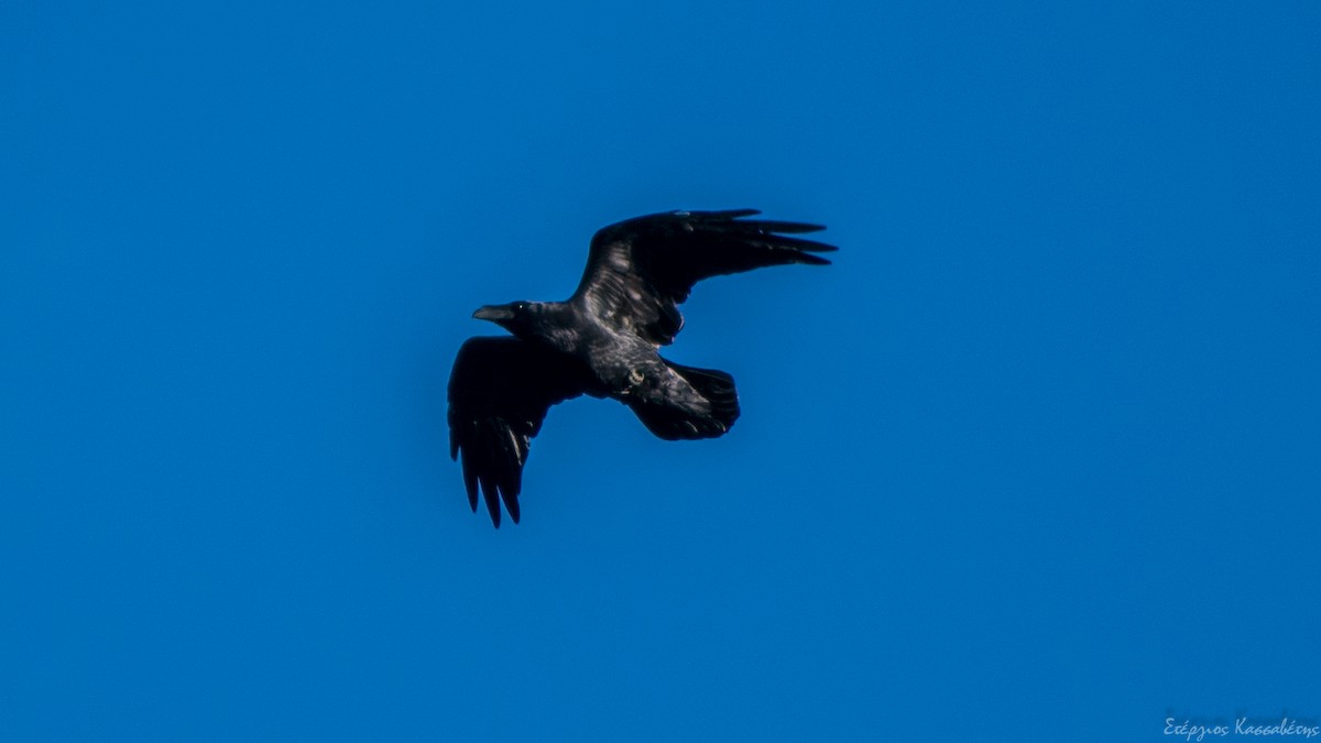 Common Raven - ML642024090
