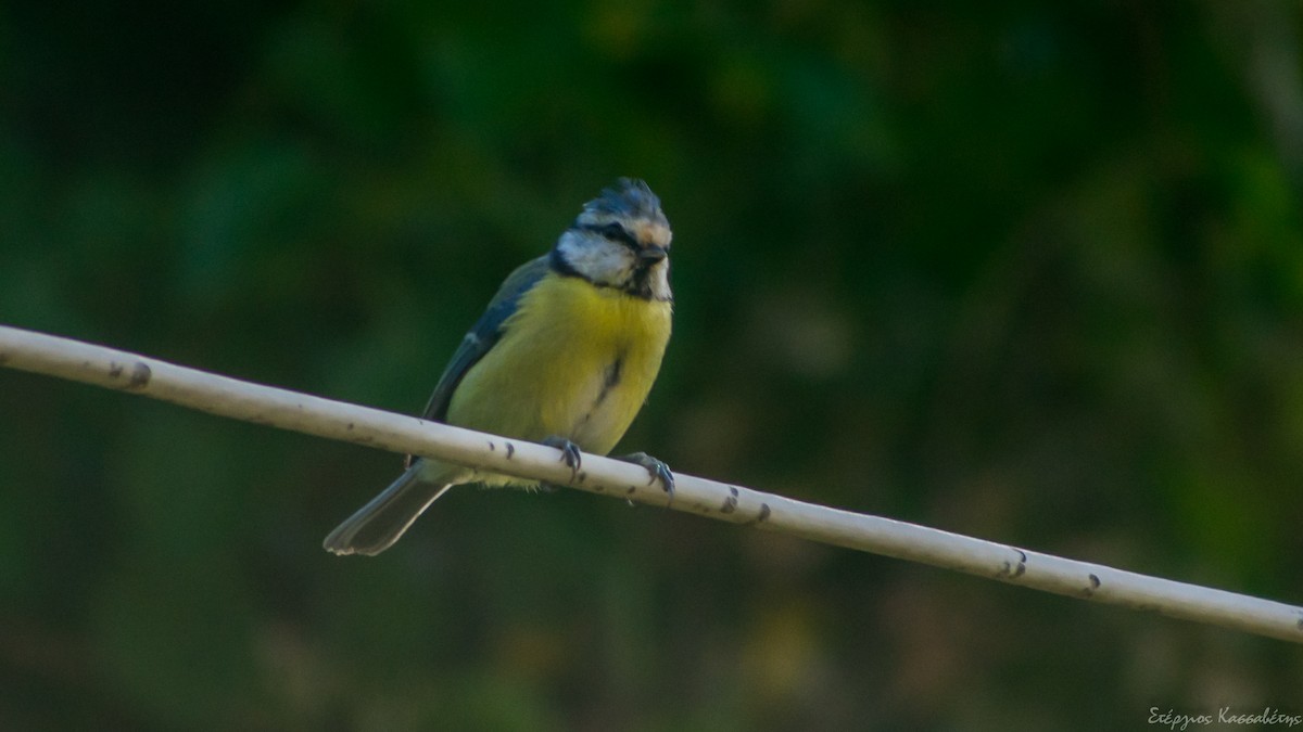 Eurasian Blue Tit - ML642024099