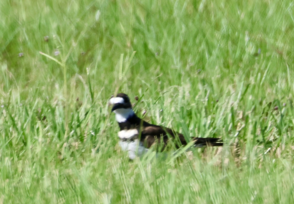 Killdeer - Audrey Appleberry