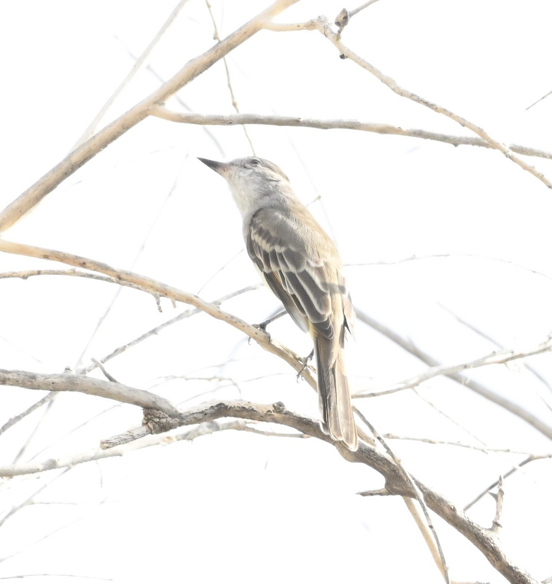 Ash-throated Flycatcher - ML642024106