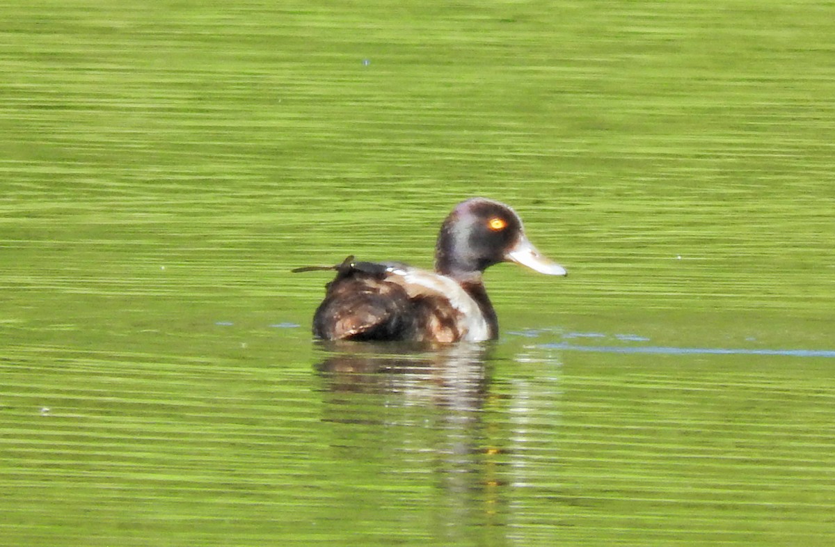 Lesser Scaup - ML64202411