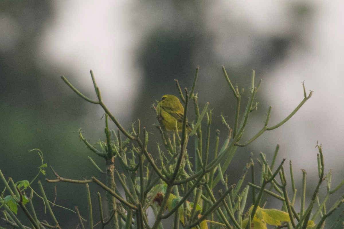 Western Citril - ML642024111