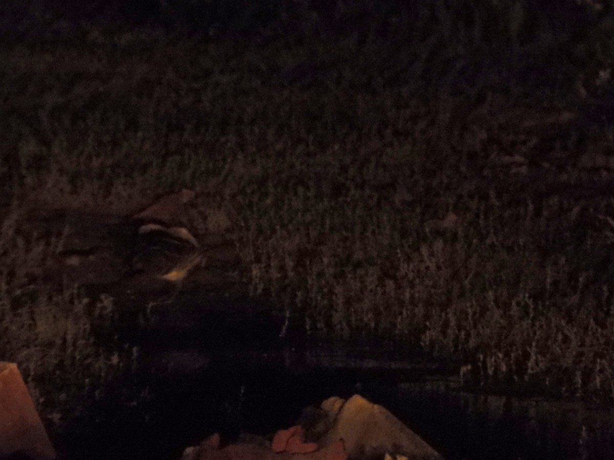 Jack Snipe - ML642024114