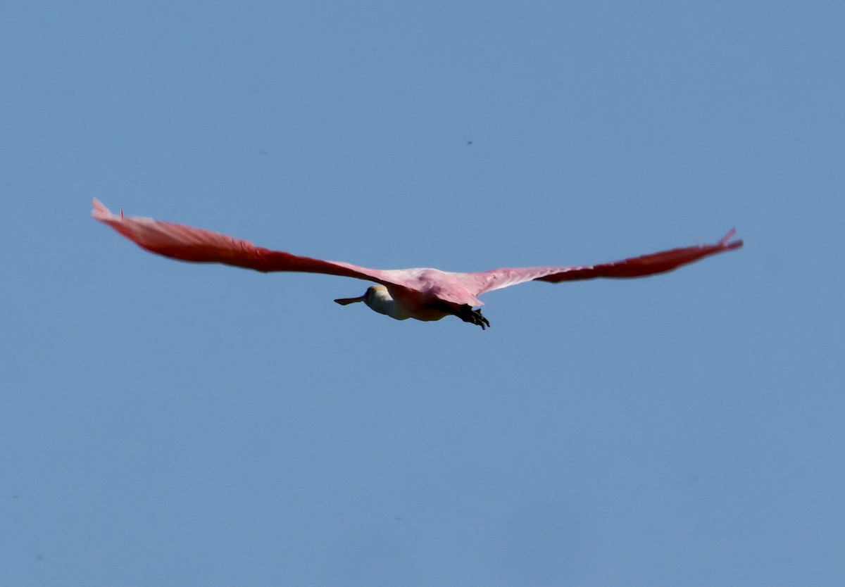 Roseate Spoonbill - ML642024120