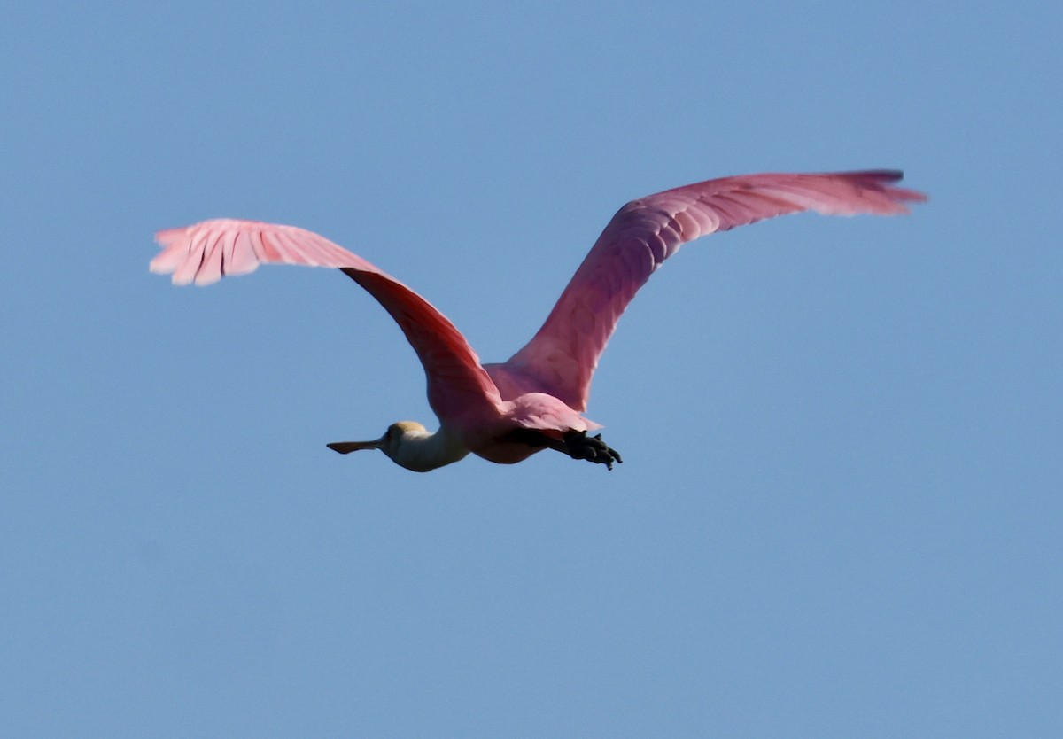 Roseate Spoonbill - ML642024121