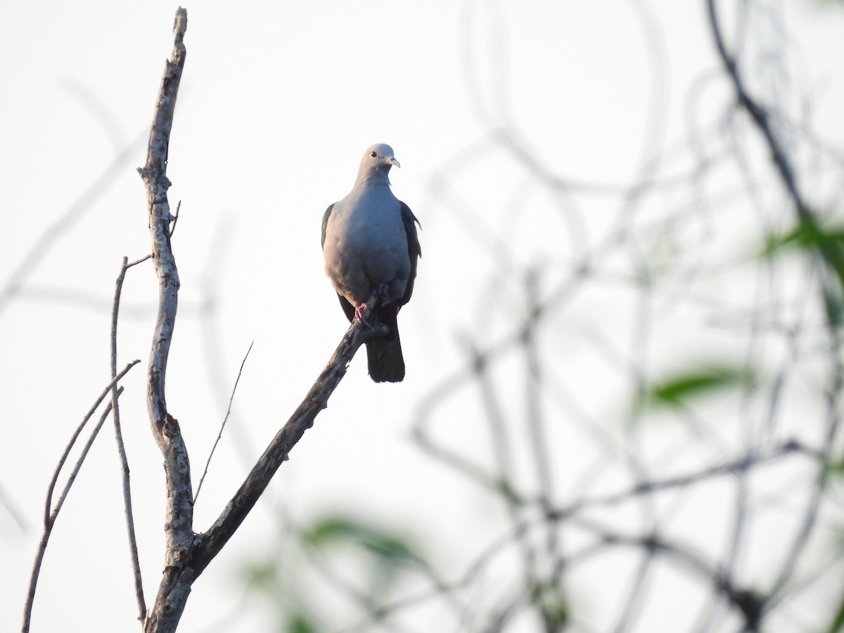 Green Imperial-Pigeon - ML642024124