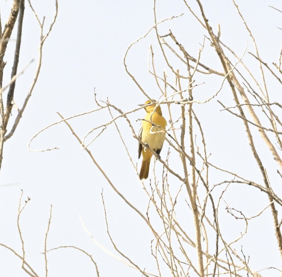 Bullock's Oriole - ML642024131