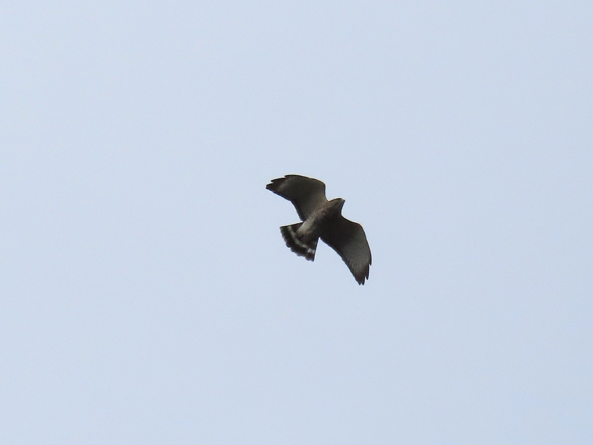 Broad-winged Hawk - ML642024132